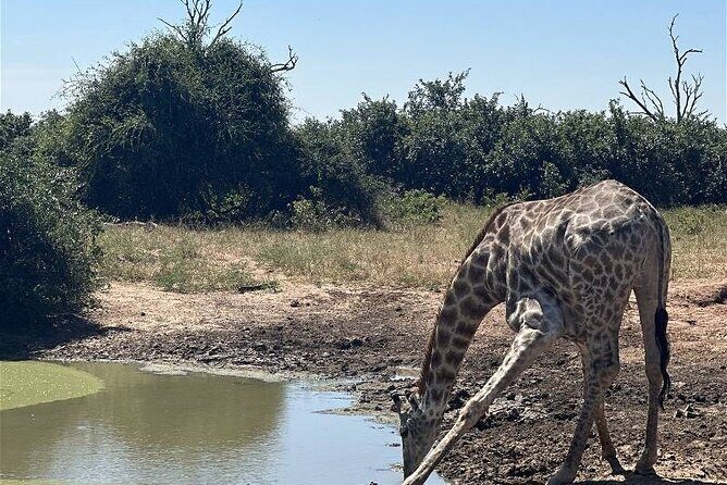 The Chobe Safari Day trip from Livingstone - FAQ