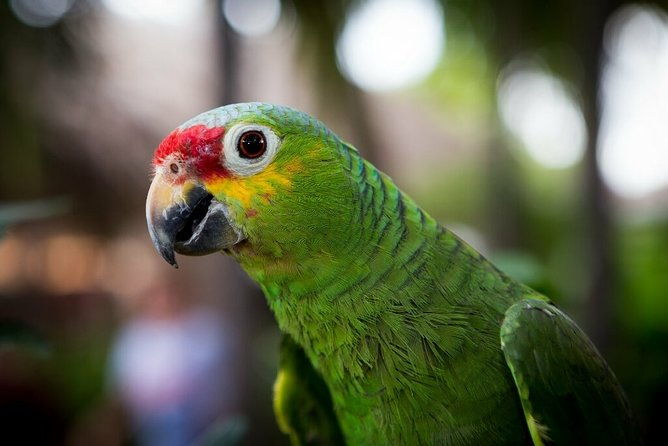 the-chocoyero-el-brujo-nature-reserve-hike-from-managua