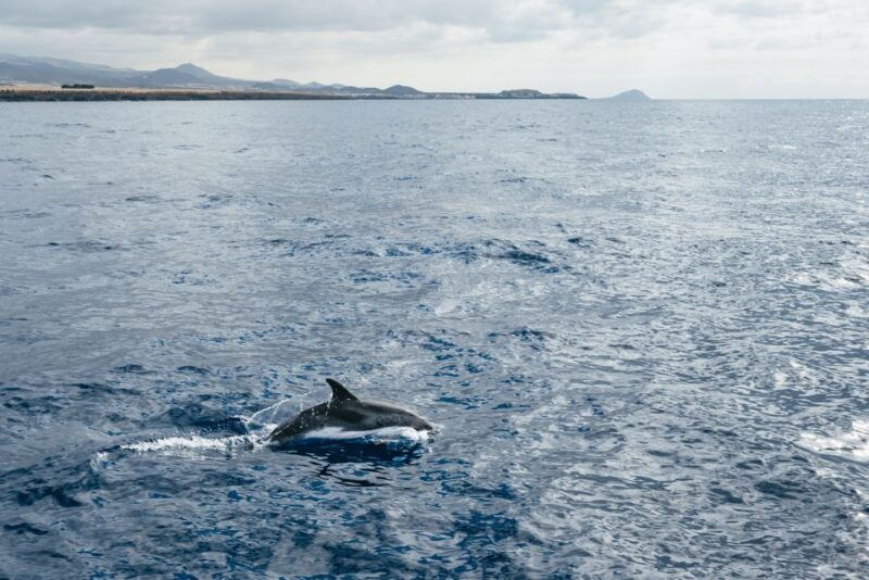 the-cookies-whale-dolphin-tour-with-local-skipper