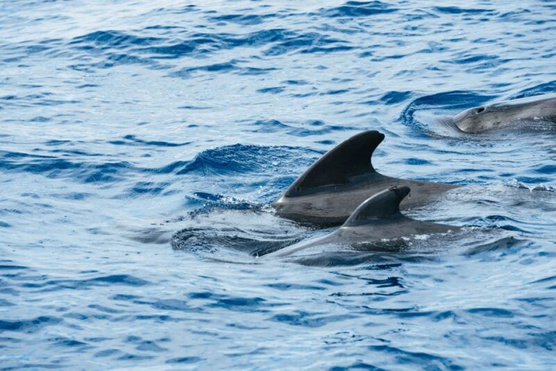 the-cookies-whale-dolphin-tour-with-local-skipper