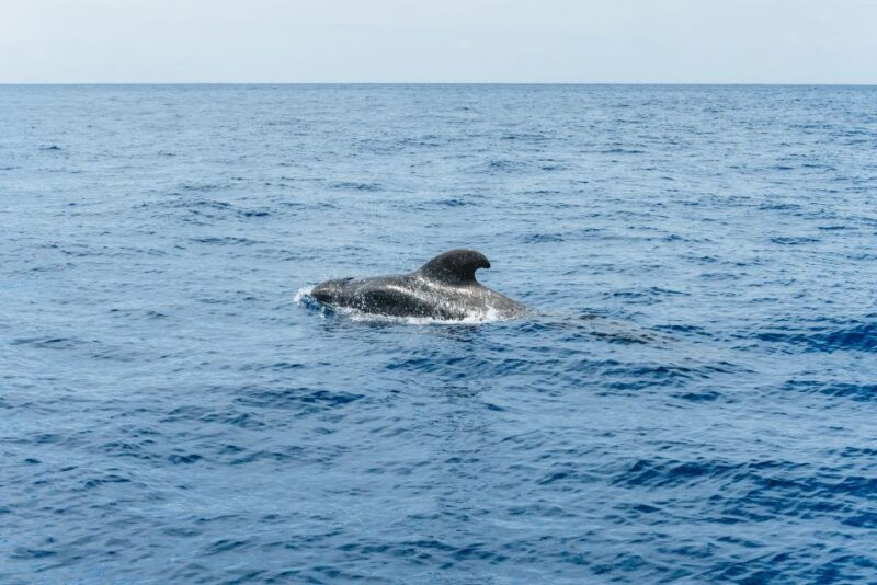the-cookies-whale-dolphin-tour-with-local-skipper