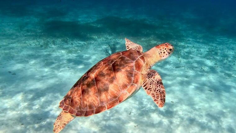 the-cozumel-turtle-sanctuary-snorkel-tour