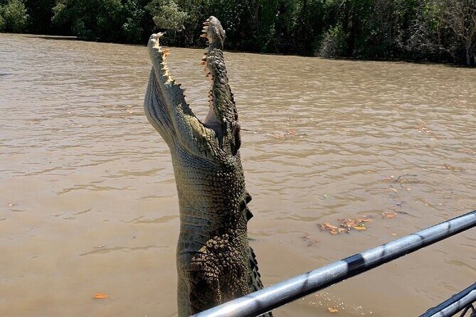 The Croc Bus to the Famous Jumping Crocodile Cruise - Key Points  