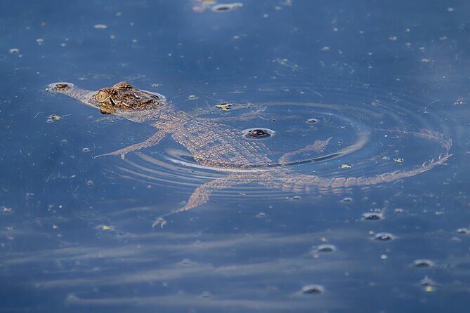 The Croc Bus to the Famous Jumping Crocodile Cruise - Who Will Love This Tour?