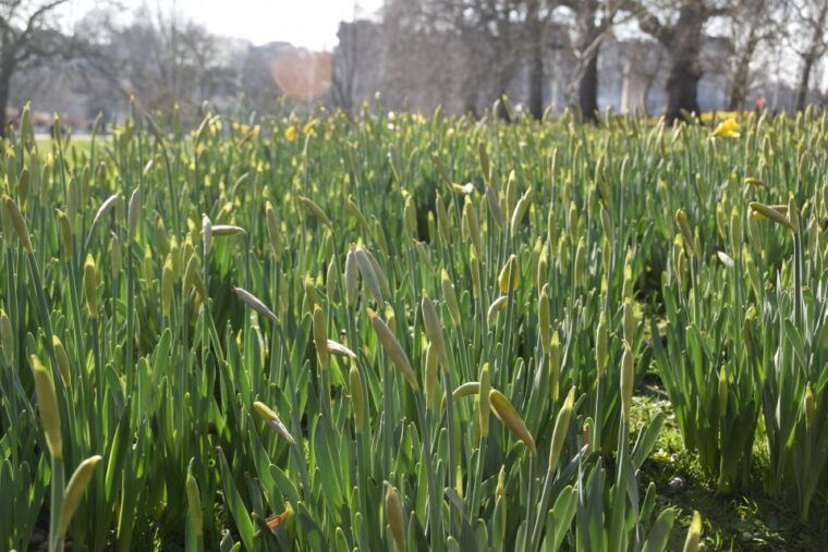 the-crown-walking-tour-of-london