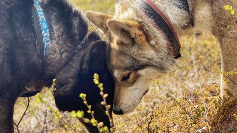the-cuddly-wolf-private-tour
