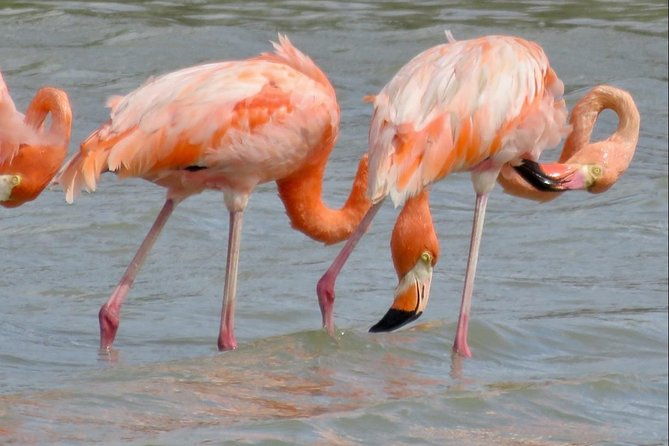 the-curacao-private-beach-hopping-snorkeling-tour