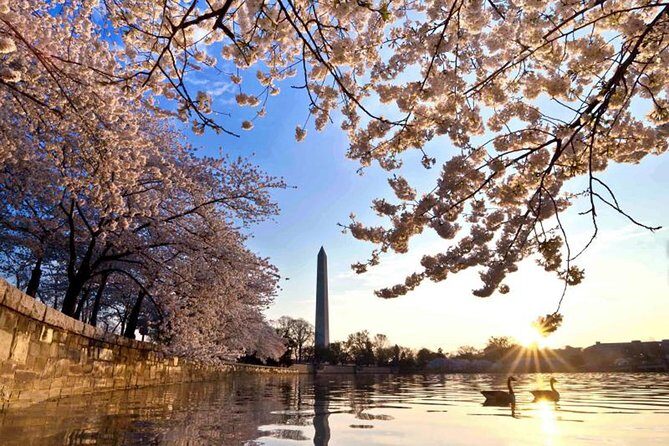The DC Cherry Blossom Tour - Who Will Love This Tour?
