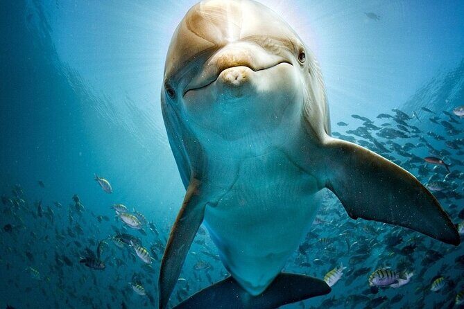 The Dolphin House Royal Sea Trip Adventure in Hurghada - The Authenticity and Value of This Trip