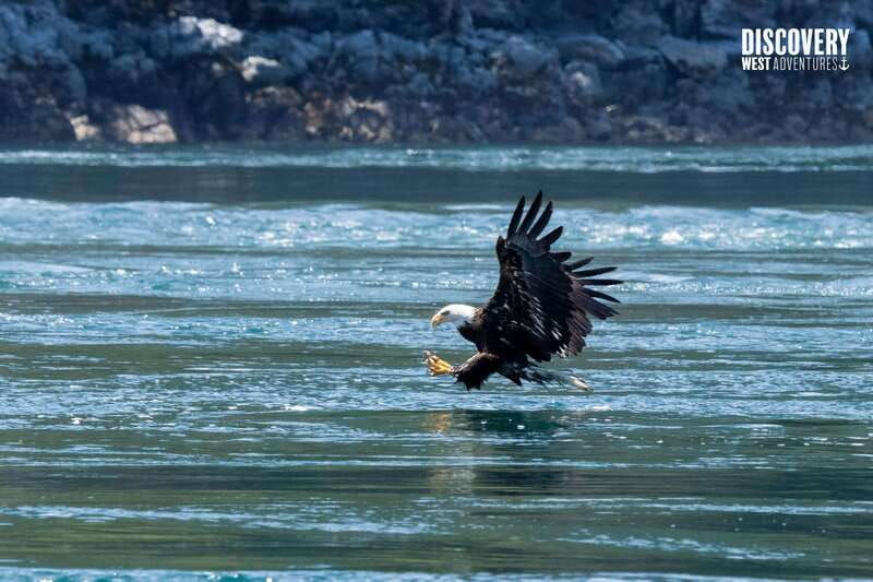 the-eagle-show-eagles-of-jimmy-judd