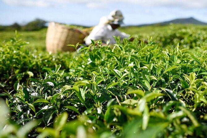 The East Discovery Tour: Bois-Cheri Tea Factory, Blue-Bay Marine Park & Lunch - Final Thoughts: Who Will Love This Tour?