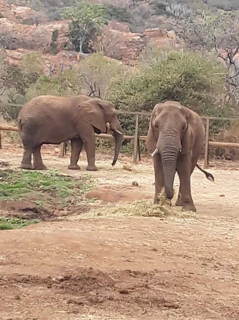 The Elephant and Monkey Sanctuary. - An In-Depth Look at the Elephant and Monkey Sanctuary Tour