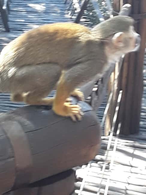 The Elephant and Monkey Sanctuary. - FAQs
