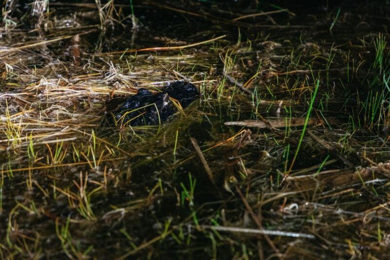 the-everglades-1-hour-airboat-night-tour