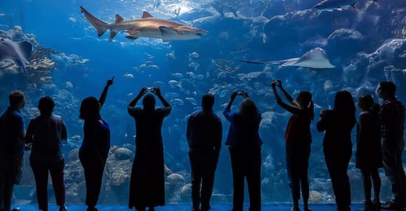 The Florida Aquarium Ticket - Who Should Visit?