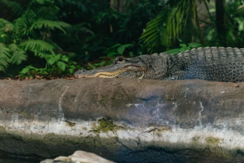 the-florida-aquarium-ticket