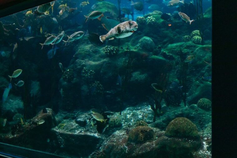 the-florida-aquarium-ticket