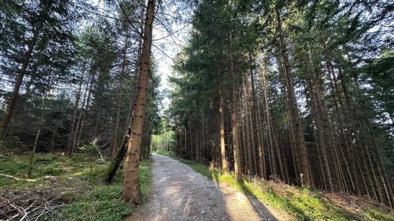 the-forest-as-an-escape-room-for-the-whole-family