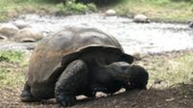 the-galapagos-giant-tortoise-experience-los-gemelos-shared