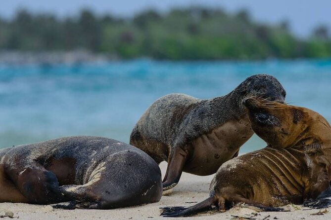 the-galapagos-penguin-route-7-day-tour