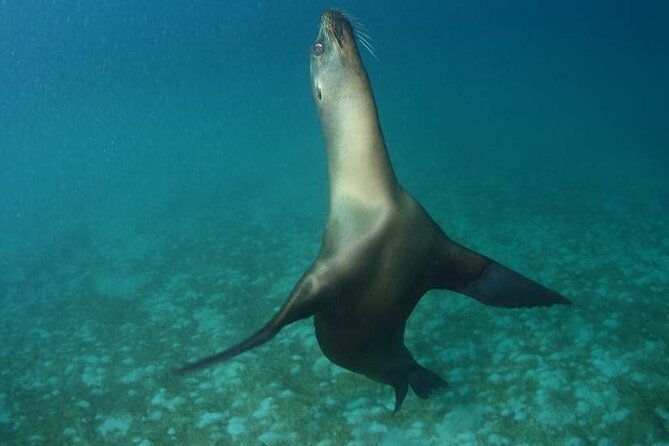 the-galapagos-penguin-route-7-day-tour