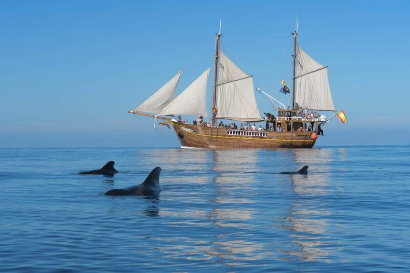 the-giants-dolphin-and-whale-watching-tour-with-drinks
