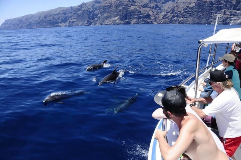 the-giants-whale-watching-cruise-or-dolphin-watching-tour-and-swim-in-masca