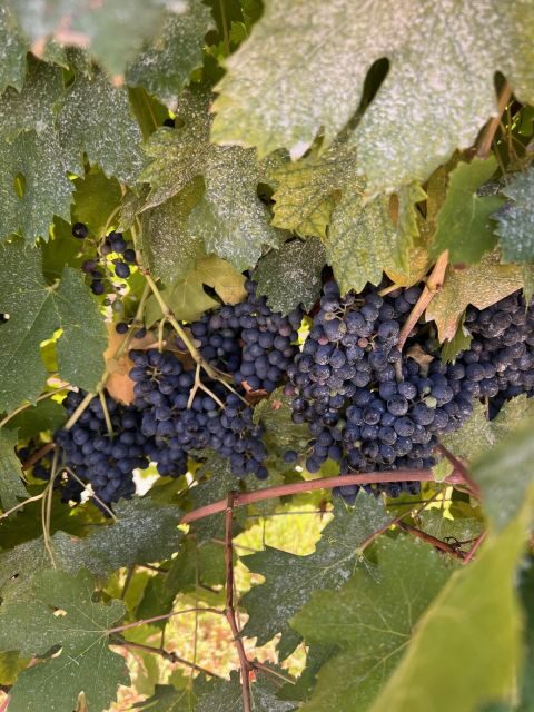 The grand tour of Amarone: 2 wineries, lunch & Amarone focus - FAQ