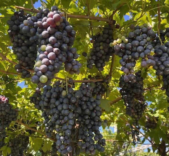 The grand tour of Amarone: 2 wineries, lunch & Amarone focus - Final Thoughts
