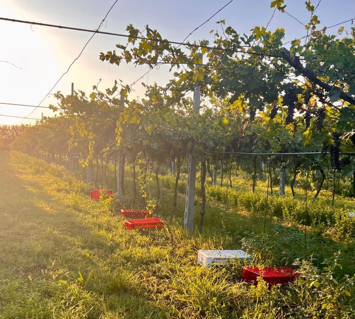 the-grand-tour-of-amarone-2-wineries-with-delicious-lunch
