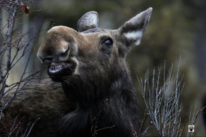 the-grand-yellowstone-3-day-private-experience-from-cody-wyoming