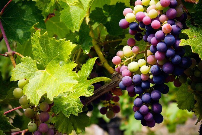 The Grape Escape: Troodos Mountains thru Wine Small Group Tour 7hrs - Key Points