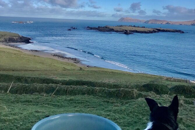 the-great-blasket-island-experience-premium-tour