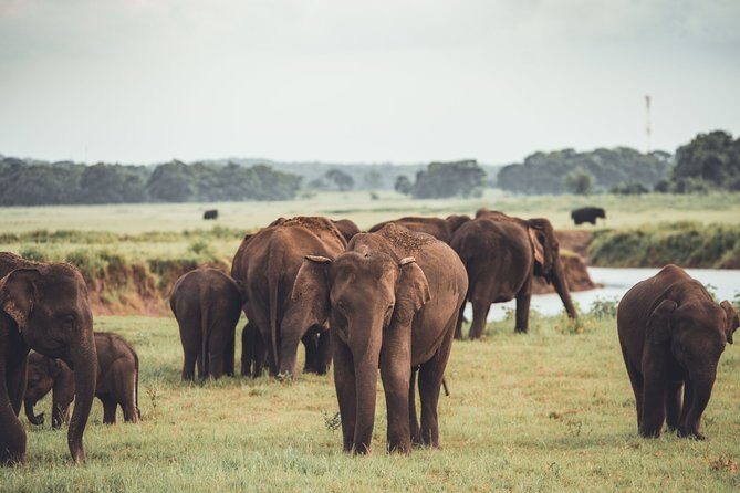 The Great Elephant Gathering Private Safari from Minneriya - What to Expect from Your Safari Experience