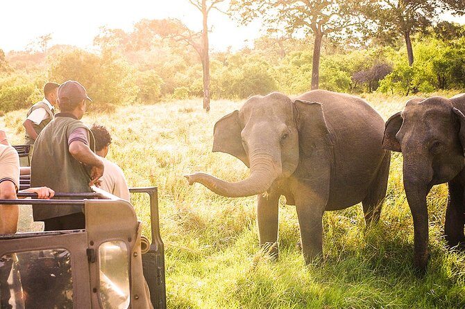 The Great Elephant Gathering Private Safari from Minneriya - Why This Tour Works