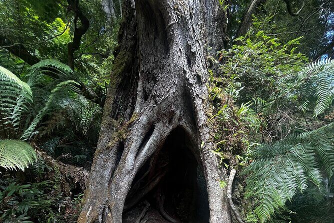 The Great Ocean Road Tour Scenic Coastal Journey - What Makes This Tour Stand Out?