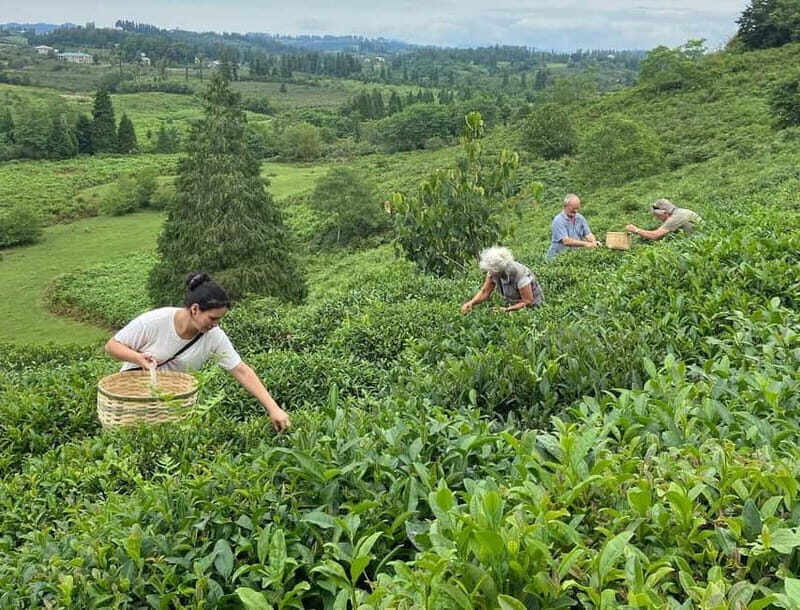 The Green Gold of Georgia - FAQ