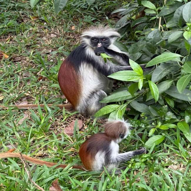 THE GREEN TOUR: Jozani Forest & Mangrove kayaking experience - Key Points