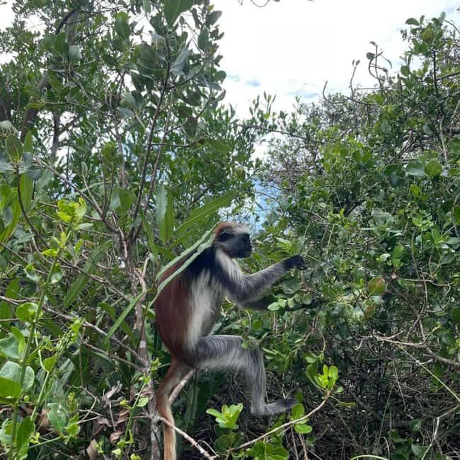 THE GREEN TOUR: Jozani Forest & Mangrove kayaking experience - Exploring the Itinerary in Detail