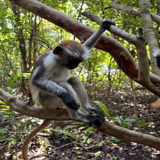 THE GREEN TOUR: Jozani Forest & Mangrove kayaking experience - Authenticity and Experience Tips