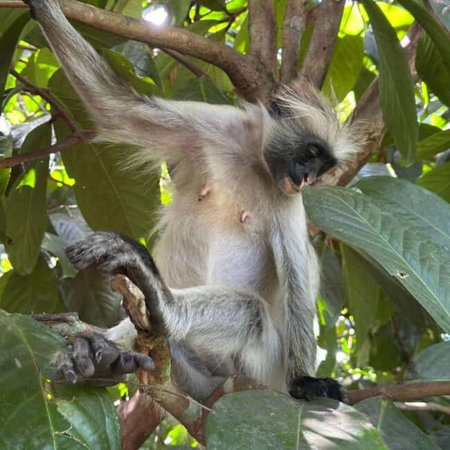 THE GREEN TOUR: Jozani Forest & Mangrove kayaking experience - FAQ