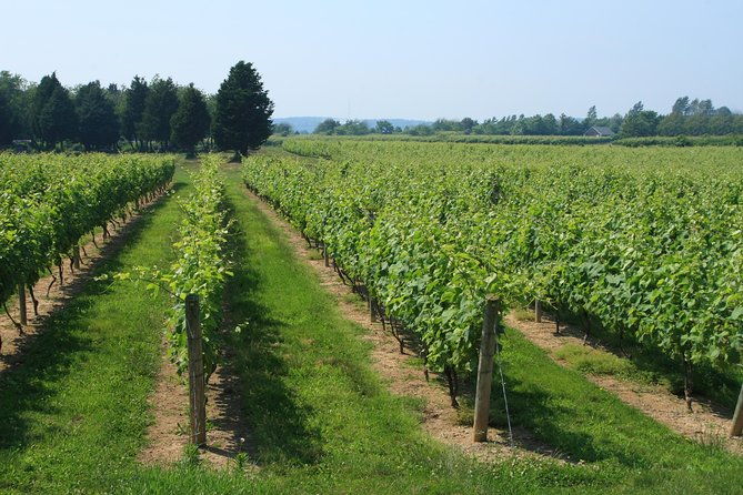 the-hamptons-and-long-island-wineries-private-tour