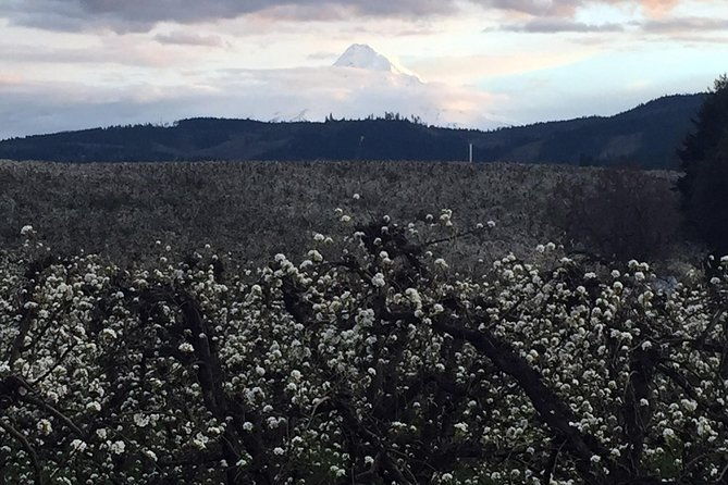 the-hood-columbia-loop-timberline-orchards-and-waterfalls-2