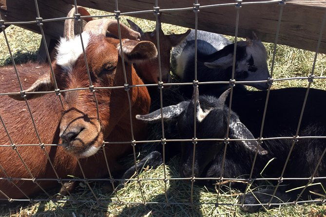 the-hood-columbia-loop-timberline-orchards-and-waterfalls