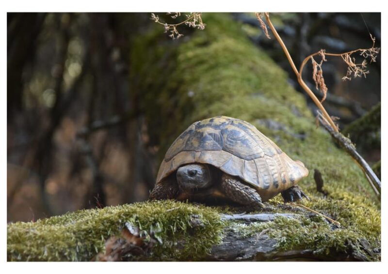 the-island-of-the-snakes-golem-grad
