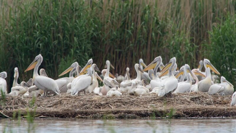 the-island-of-the-snakes-golem-grad