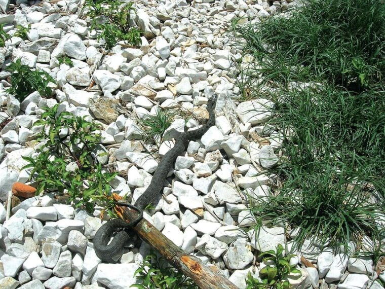 the-island-of-the-snakes-golem-grad