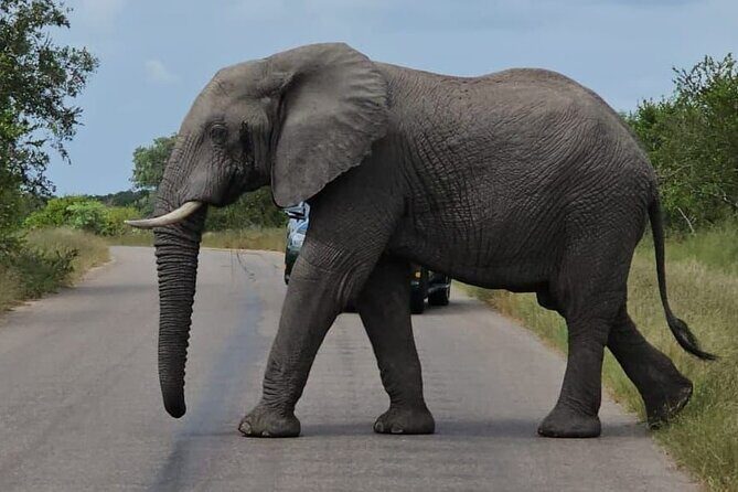 The Kruger National Park - Full Day Tour - The Experience Breakdown: What to Expect from the Kruger Full Day Tour