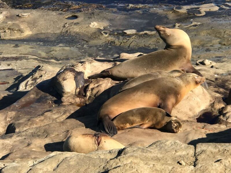 the-la-jolla-tour-3