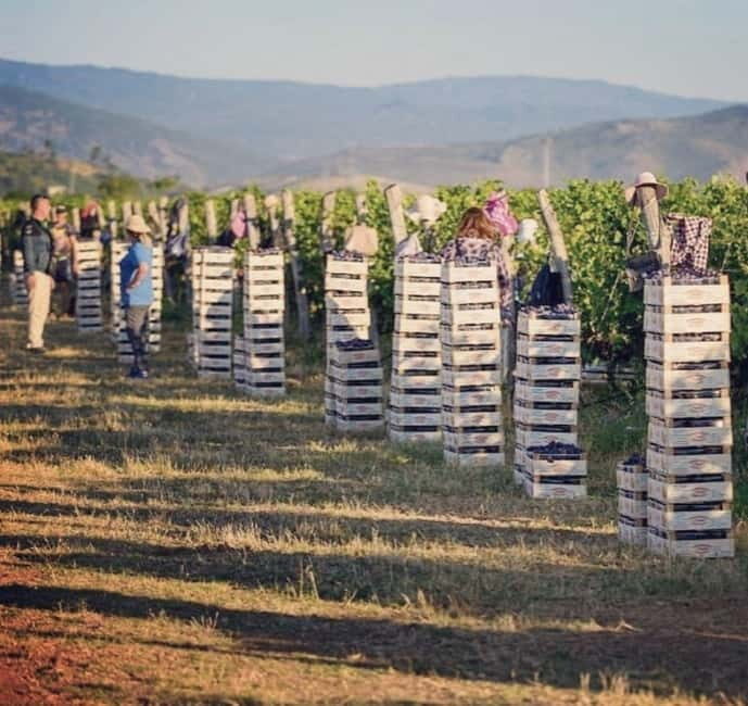 The largest winery in Montenegro: private tour & transport - Quick Intro